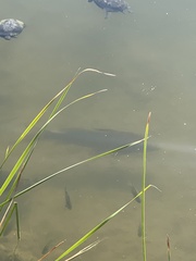 Micropterus salmoides