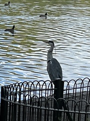 Ardea cinerea