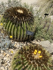 Kroenleinia grusonii