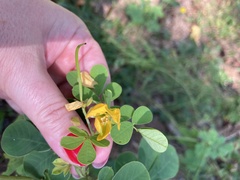 Senna obtusifolia