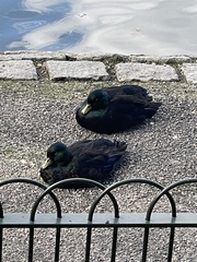 Anas platyrhynchos domesticus