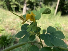 Senna obtusifolia