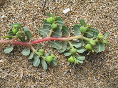 Euphorbia peplis