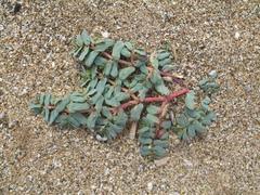 Euphorbia peplis