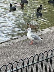 Chroicocephalus ridibundus