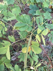 Senna obtusifolia