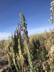Lobelia fenestralis