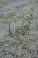Eriogonum viridulum