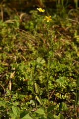 Ranunculus flammula