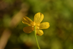 Ranunculus flammula