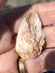 Ostreidae