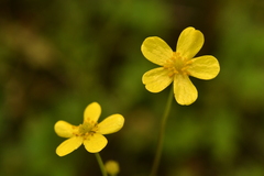 Ranunculus flammula