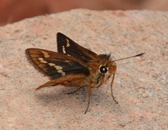 Taractrocera ardonia