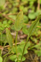 Ranunculus flammula