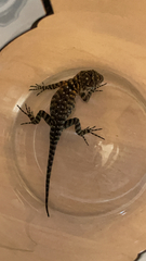 Sceloporus orcutti