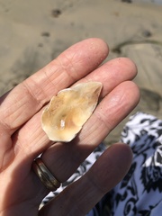 Ostreidae
