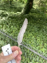 Columba livia domestica