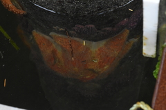 Dermasterias imbricata