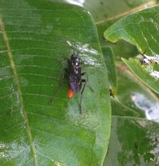 Protichneumon grandis