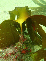 Laminaria hyperborea