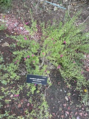 Scutellaria suffrutescens