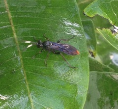 Protichneumon grandis