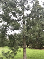 Pinus torreyana
