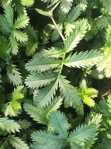 Silverweed