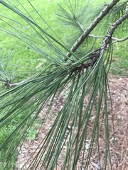 Pinus torreyana
