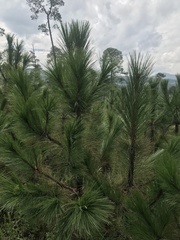 Pinus montezumae