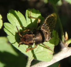 Platydracus maculosus