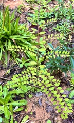 Phyllanthus caroliniensis