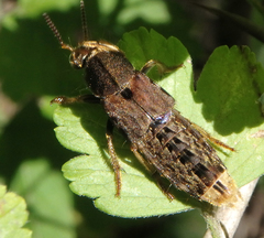 Platydracus maculosus