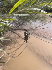 Thyridopteryx ephemeraeformis