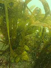 Saccorhiza polyschides