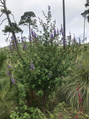 Lupinus montanus