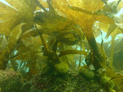 Saccorhiza polyschides