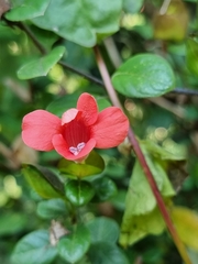 Barleria repens