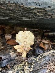 Bresadolia craterella