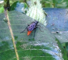 Protichneumon grandis