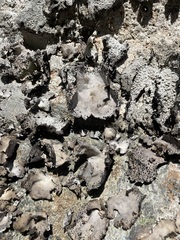 Umbilicaria spodochroa