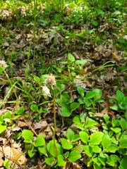 Antennaria plantaginifolia