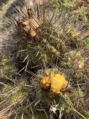 Copiapoa echinoides