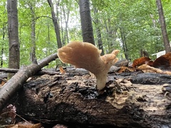 Bresadolia craterella