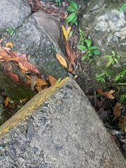Anolis evermanni