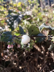 Symphoricarpos