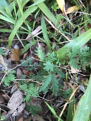 Leucaena leucocephala