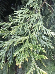 Thujopsis dolabrata