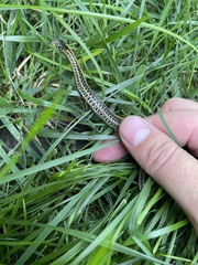 Thamnophis radix