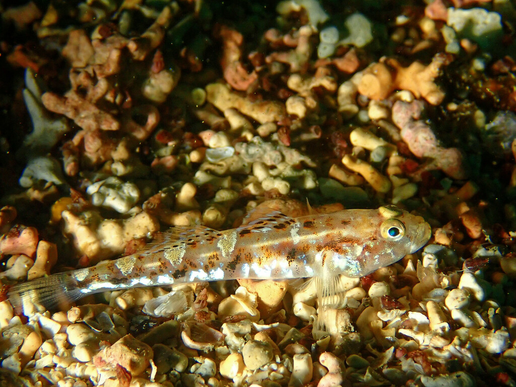 Painted goby (Pomatoschistus pictus) — Gobiidae